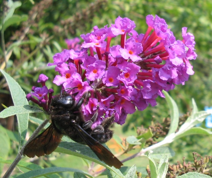 Apidae Xylocopinae: Xylocopa violacea (cf.)